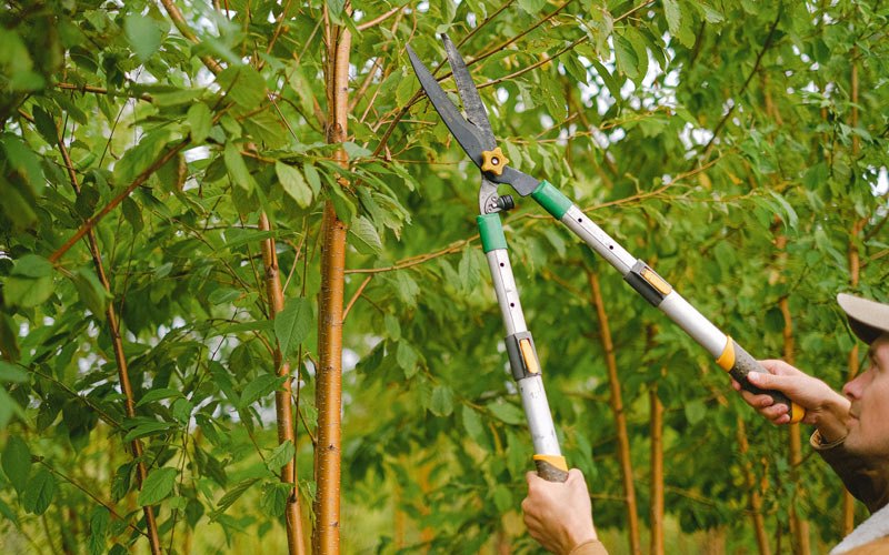 Tree trimming in Flasher, ND