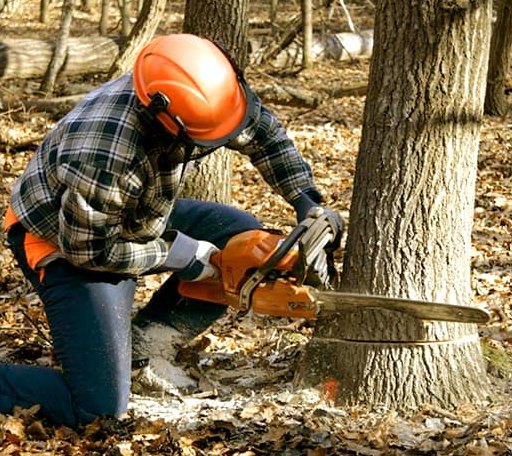 Tree Removal in Flasher, ND